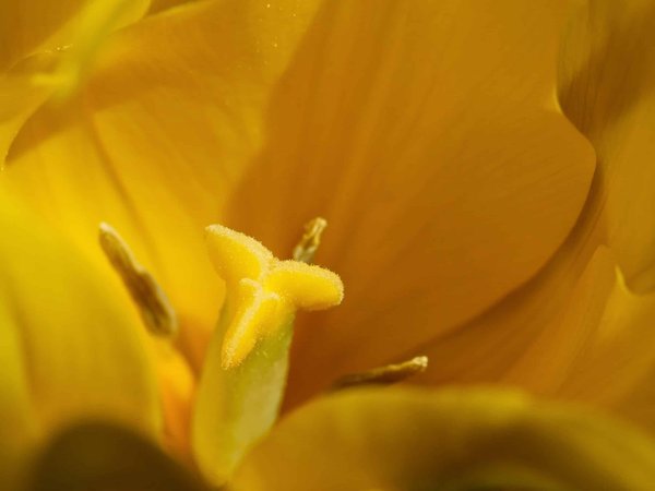 Langues et voyages : immersion linguistique