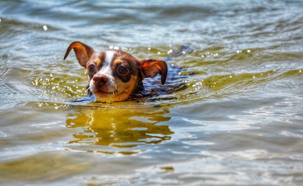 Quels sont les meilleurs spots de surf pour débutants en Australie ?